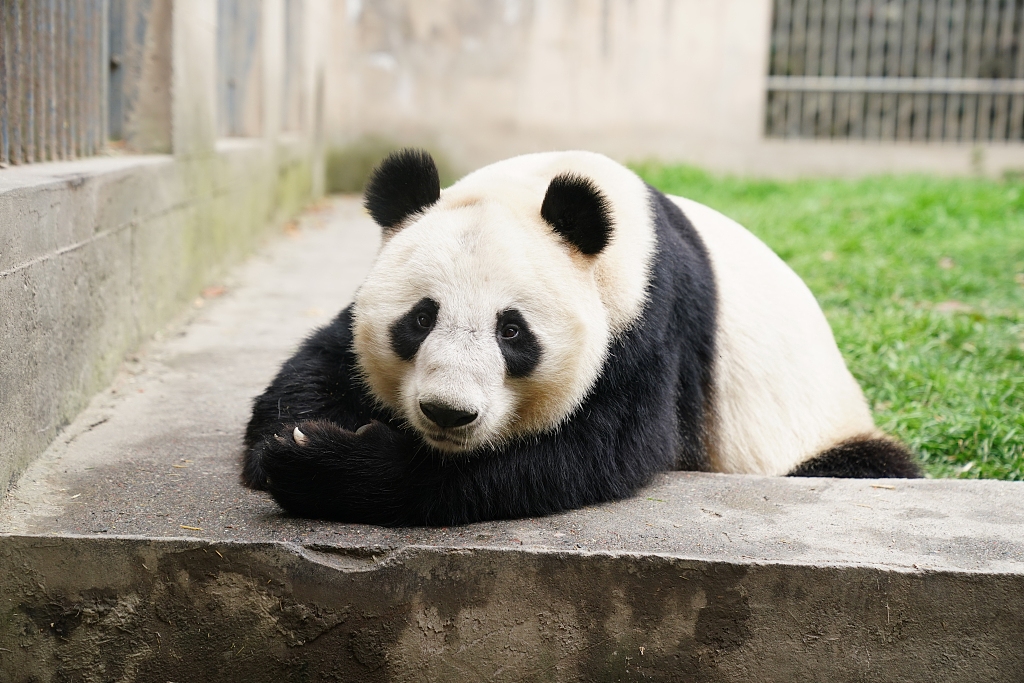 Four giant pandas make public debut at new home in NW China’s Lanzhou