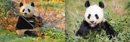 Fans bid farewell to only giant pandas in the UK