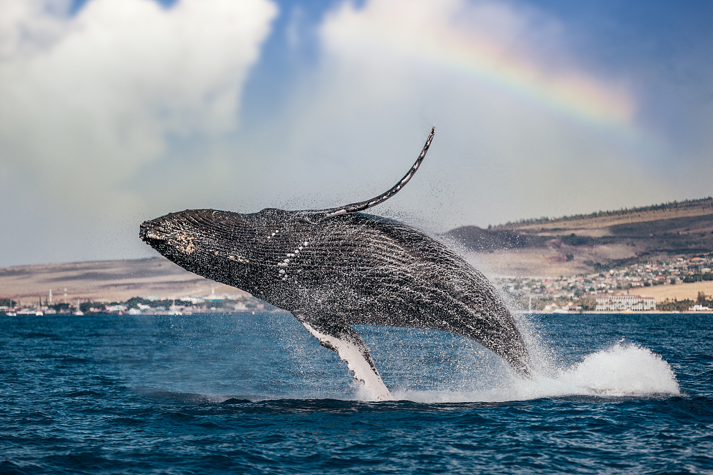 AI recognition tech leads scientists to startling humpback whale discovery
