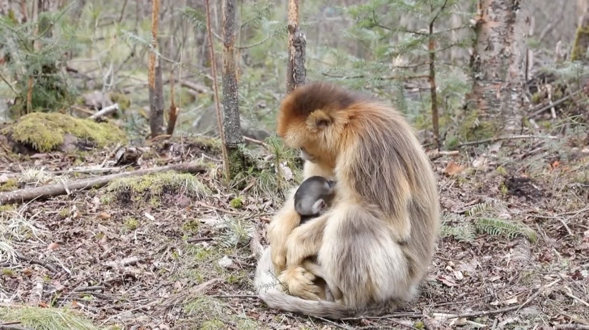 Six golden monkey cubs born in China’s Shennongjia National Park