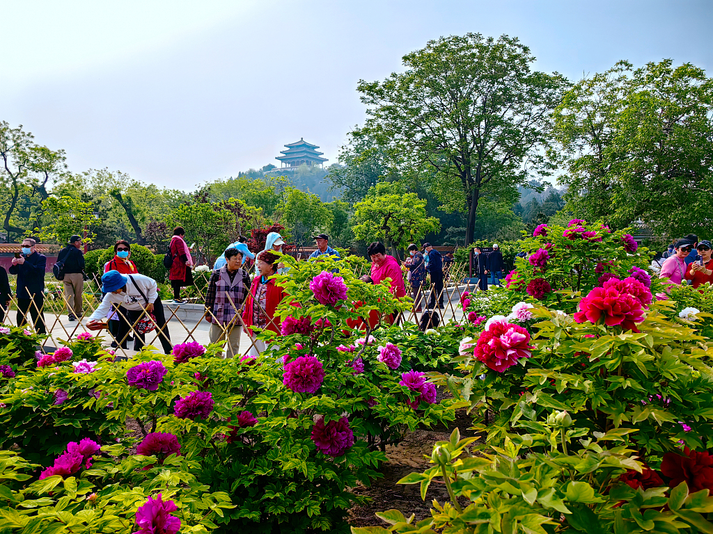 Tourists gravitate to color floral seas throughout China
