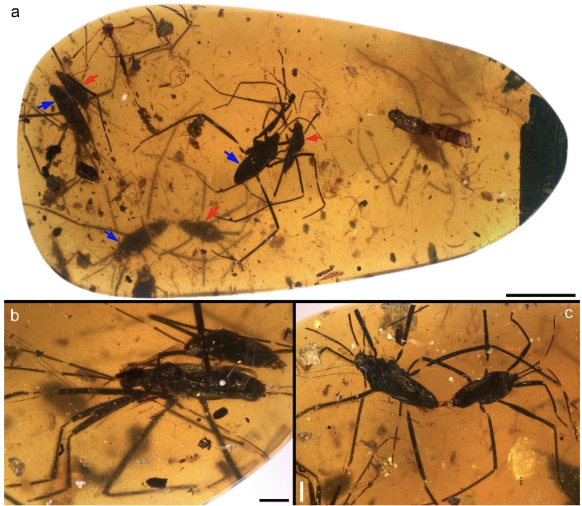 Chinese researchers reveal mating dynamics of ancient insects in amber