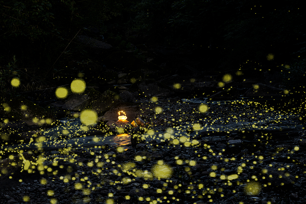 Fireflies set to herald summer romance in Sichuan