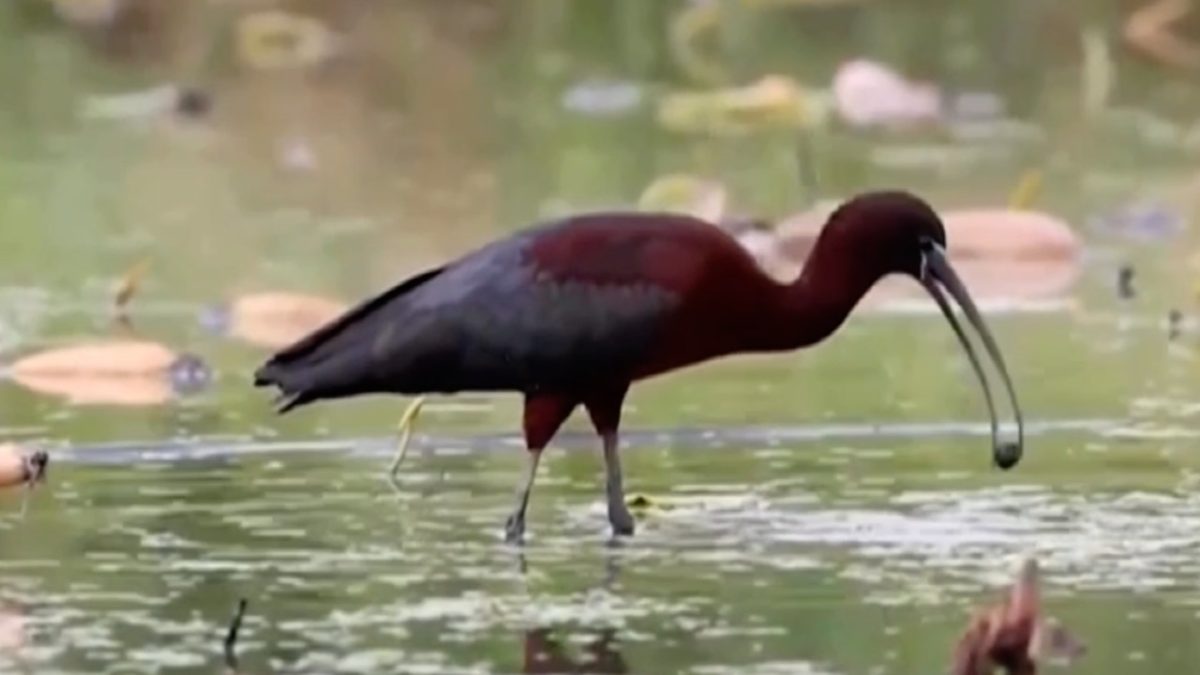 Rare glossy ibis spotted in Zhejiang