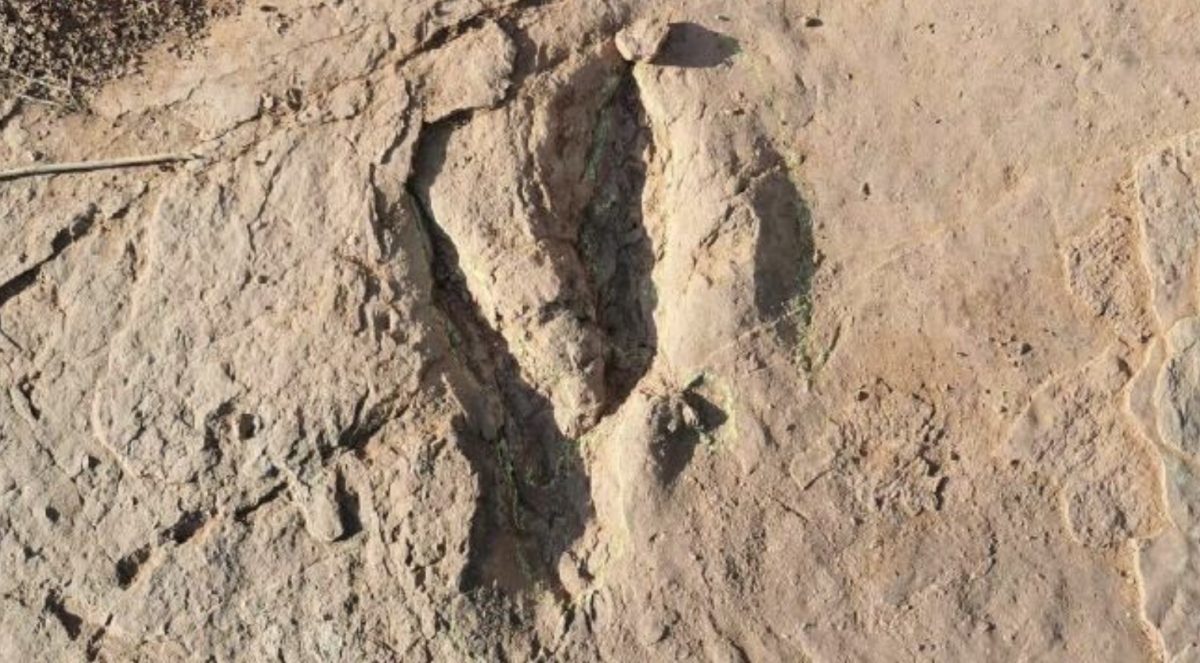 World’s largest deinonychosaur tracks discovered in southeast China’s Fujian