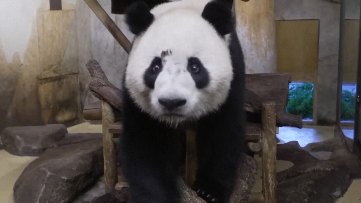 Two giant pandas arrive in Madrid